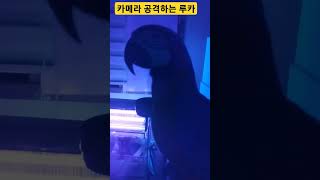 카메라 공격하는 루카 #청금강 #청금강앵무새 #macaw #앵무새 #parrot #동물 #animal
