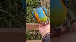루카:ㅡㅡ #shorts #청금강 #청금강앵무새 #macaw