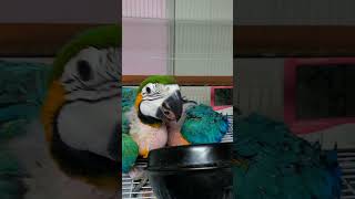 청금강 2개월 #parrot #앵무새 #birds #p…