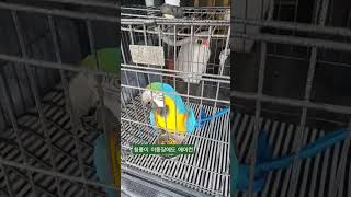 청풍이도 시원하게 #청금강앵무새 #청풍이