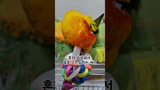 써니의 외로움을 어떻게 달래줄까?  #썬코뉴어 #par…