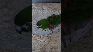 #앵무새. 한스마카우.2013년 출생. 남자. 이름: 지 루비