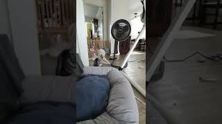 파티원들 집합완료(회색앵무, 숏헤어, 스탠다드푸들뽀시래…