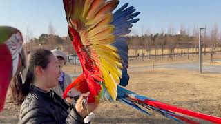 [루카의모험] 할리퀸마카우 ᄅ…