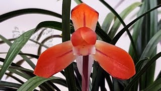 1월30일 월요일 좋은 품종들 10분 준비했습니다