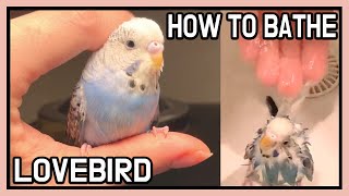 앵무새 목욕 시키기 물 싫어하는 동물 사랑앵무 , 웃긴…