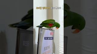 우리집 앵쪽이의 티비 뿌시기               …