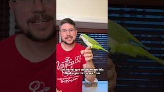 Where I Got This Quaker Parrot From