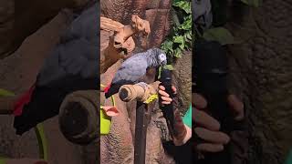 #에버랜드 애니멀톡 원더 스테이지에서 #슈퍼버드를찾아서 #슈퍼윙스 #회색앵무 #목소리