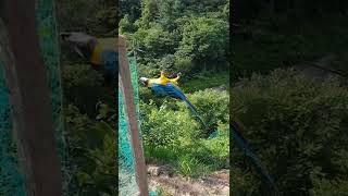 외줄타기의 달인 청금강앵무와 몰루칸 앵무