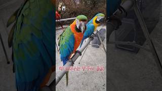 억 소리나는 앵무새 몸값 #청금강 #스칼렛 #할리퀸 #앵무새가격 #마카우 #델타 #하이브리드코카투 #별이랑델타랑 #앵무새분양 #앵무새 #아마존앵무새