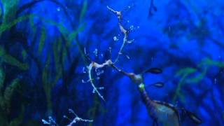 (NAM) 아시아 최초 자체 번식한 새끼 &#39;위디…