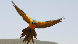 [청금강] 반려동물과 자연속에서 같이 힐링하기 딱 좋은…