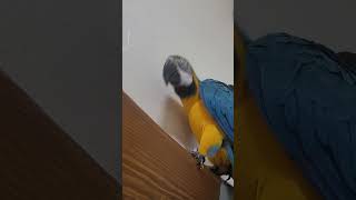 그냥 고개 끄덕이는영상 #animal #bird #동물…