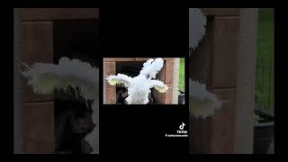 Funny bird cockatoo dancing to…
