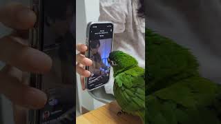 시루야 언니랑 최애가 겹치네...? #한스마카우 #영케이