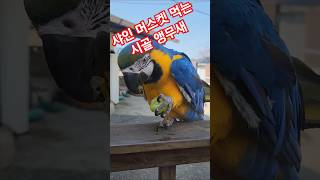 샤인머스켓 먹는 앵무새 #청금강 #베율 #macaw