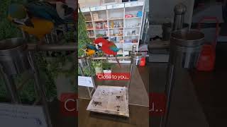 한발짝씩 다가갈게 #마카우 #청금강 #홍금강 #앵무새카페 #버드소리세종점