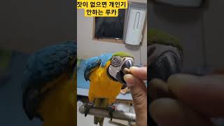 잣본주의 끝판왕 루카 #macaw #청금강 #청금강앵무새
