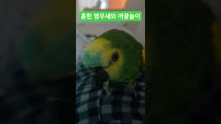 #청모자아마존#앵무새#아마존앵무#말하는앵무새
