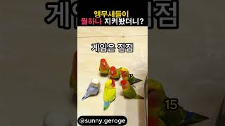 앵무새들이 뭘하나 지켜봤더니? #앵무새 #동물 #귀여움