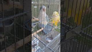 Quaker parrot talking #quakerp…