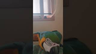 귀여운 루카 #shorts #청금강 #청금강앵무새 #m…
