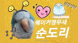 퀘이커앵무새 순도리 혼자두지 말아요~ (관찰영상)