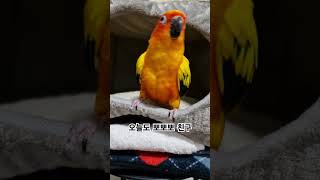 써니가 가장 좋아하는 노래는 뽀뽀뽀 친구!  #썬코뉴어 #parrot #앵무새 #좋아하는 #favorite #뽀뽀뽀 #친구 #friend #노래 #song #써니