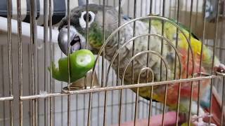 [앵무파파] 청양고추 먹는 똥초롱, 레드옐로우사이드코뉴어 앵무새 [2020.06.13]