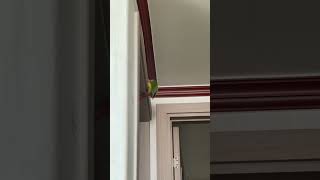 앵무새기 스파이더맨2 #말하는앵무새 #말하는코뉴어 #parrot #birds #앵무새 #앵무새키우기 #앵무새훈련 #cute #반려동물 #코뉴어 #코뉴어앵무새 #박앵초 #앵초