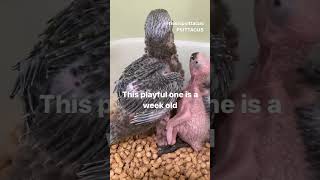 Severus macaw baby birds | From day 1 to 30 #shorts