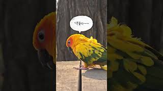 생각하는 썬몬ㅋㅋ#birds #앵무새 #parrot #썬코뉴어 #pets #코뉴어