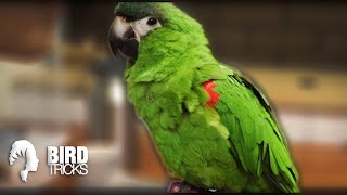 Training Mini Macaws! | How Training Cues Get SLOPPY Fast