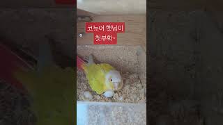 #코뉴어 #앵무새 #아기 #썬칙 #부화