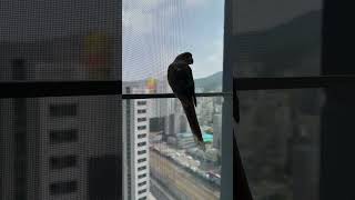 바깥 세상 구경중입니다:)#birds #parrot #앵무새 #코뉴어 #pets #conure