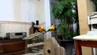 말하는 앵무새 루이 (썬코뉴어), 새장 탈출한 똑똑한 루이가 "안녕"이라고 말하네요^^