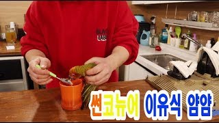 앵무새 이유식 먹이는중. (썬코뉴어)