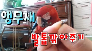 앵무새 발톱 깎아주기 Parrot claw clippe…