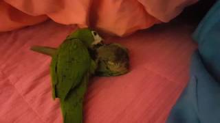 한스마카우 앙꼬와 블루코뉴어 맹꽁이의 사랑놀음02