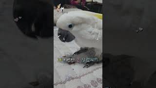 하이브리드 코카투 델타  잣까고있네~~? 란 바로 이런…