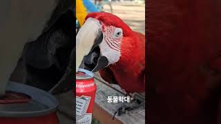 청금강/홍금강 캔따 몰아보기 #앵무새 #홍금강앵무새#청금강앵무새 #캔따는앵무새
