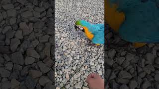 돌 뺏기기 싫은 루카 #shorts #청금강 #청금강앵무새 #macaw
