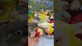 코뉴어앵무새는  신비복숭아를 좋아합니다  conure parrot like peach #bird #parrot