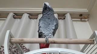 말하는 앵무새 베리 부리갈기