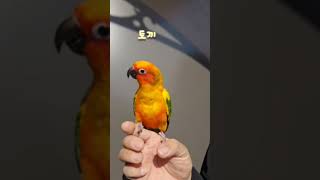 흥부자 뚜비 #썬코뉴어 #앵무새 #앵집사 #앵집사일상 …