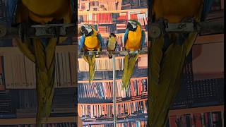 펠렛 적응한 3개월 청금강 330 이벤트 분양합니다