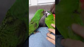 현실자매 한스마카우 띵동 vs 쟈딘 완두