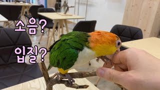 앵무새를 키우기 전에 한번 더 생각해보아야 할 두가지