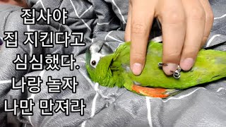 공서연(앵무새)한스마카우.집지키고 있던 뽐이랑 시간보내…
